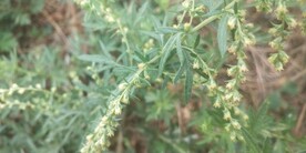 野艾蒿花