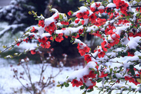 红梅傲雪