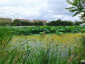镜湖夏天一角