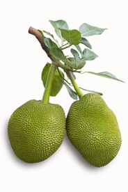 菠萝蜜