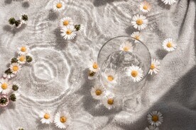 小雏菊