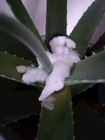 冰雪覆盖