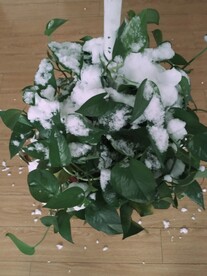下雪了