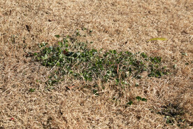 干草地上的绿色