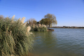 河岸芦苇垂柳景观