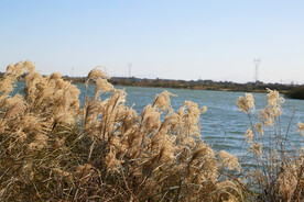 河岸芦苇