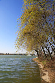 河边垂柳风光