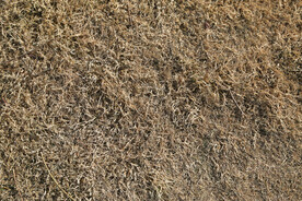 干草丛背景图片