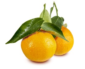 橘子