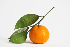 橘子