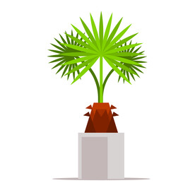 植物 