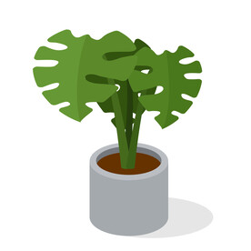 植物 