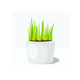 植物 