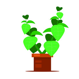 植物 