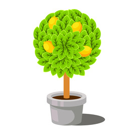 植物 