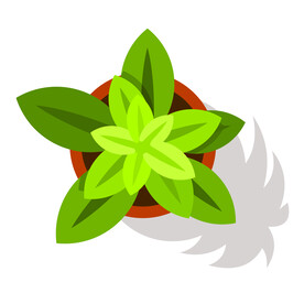 植物  