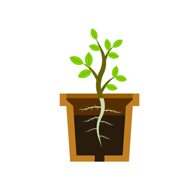植物  