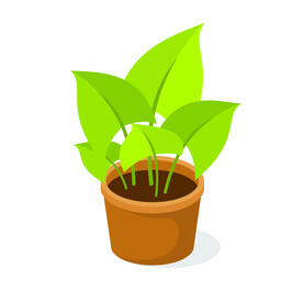 植物 