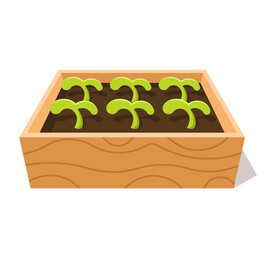 植物  