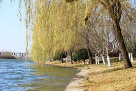 河边垂柳树