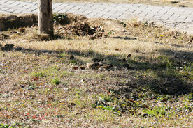 干草丛里的小麻雀