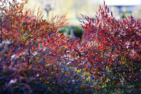 南天竹光影树叶