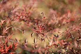 南天竹枝叶特写