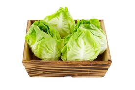 生菜