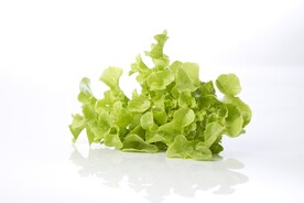 生菜