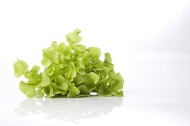 生菜