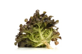 生菜