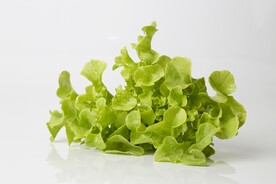 生菜 