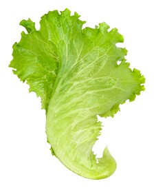 生菜