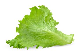 生菜