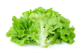 生菜 