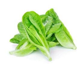 生菜
