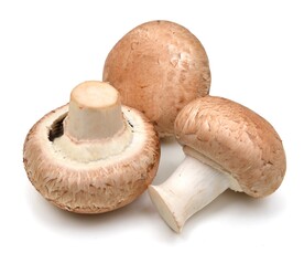 香菇