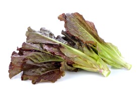 油麦菜