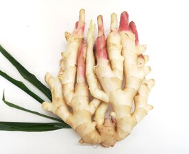 子姜