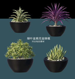 盆栽花盆绿植PSD免扣素材