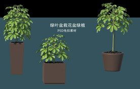 盆栽花盆绿植PSD免扣素材