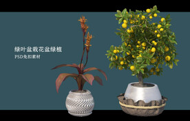 盆栽花盆绿植PSD免扣素材