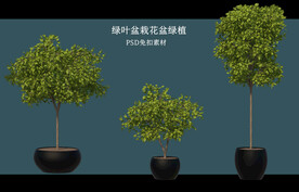 盆栽花盆绿植PSD免扣素材