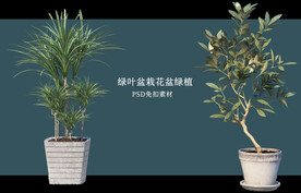 盆栽花盆绿植PSD免扣素材