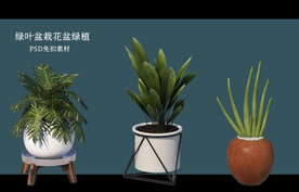 盆栽花盆绿植PSD免扣素材