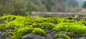苔藓