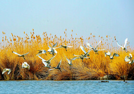宁夏沙湖湿地