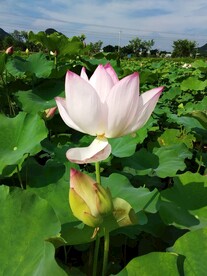 荷花