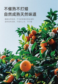 沃柑