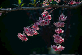 花卉 